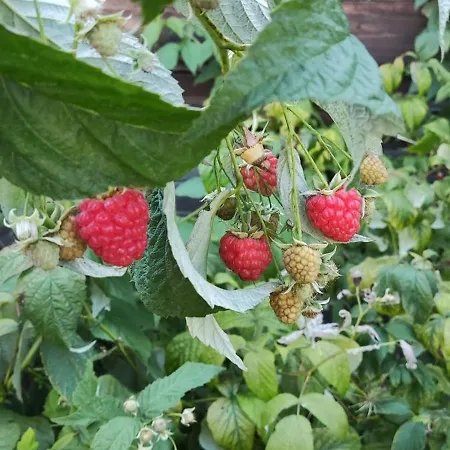 Malina - And Apartment Liptovsky Mikulas